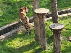 -横道河子东北虎林园