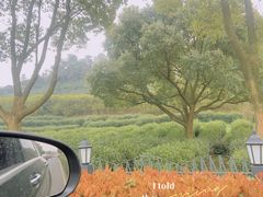 -树山生态村
