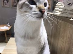 -藏猫猫咖啡主题馆(中央大道店)