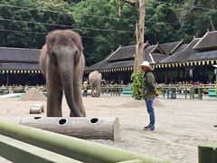 -野象谷景区