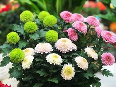 -秦美花卉(天朗·莱茵小城2期店)