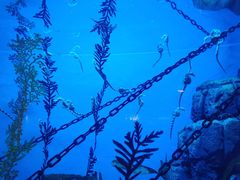 -上海海洋水族馆