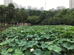 -龙头寺公园