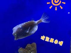 -江和美海洋公园