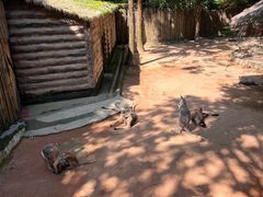 -深圳野生动物园