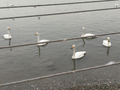 -烟墩角天鹅湖