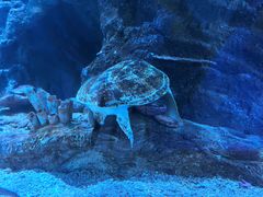 -太平洋海底世界