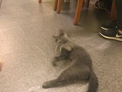-猫色咖啡·猫咖