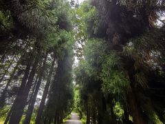 -武陵山森林公园