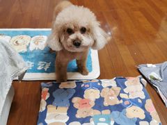 -美联众合爱康动物医院•复杂内科•肿瘤科•牙科•腔镜诊疗中心