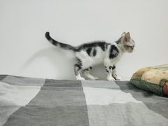 -喵zoo家庭繁育猫舍(尖东智能花园店)