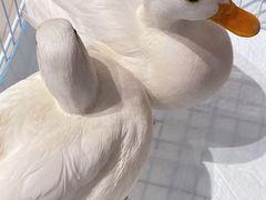 -怪兽屋·羊驼·猫咖·狗咖(俊华广场店)