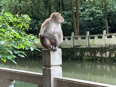 -黔灵山公园