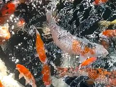 -灵顺寺