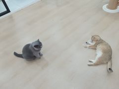 -1013 PET SHOP 宠物商店(近铁城市广场店)