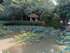 -火炉山森林公园