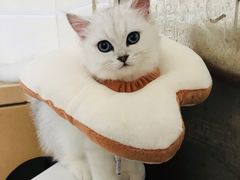 -凯特喵百思猫专科医院