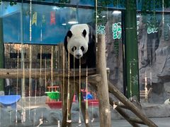 -栾川竹海野生动物园