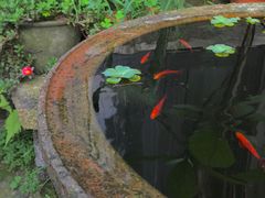 后院鱼缸-老屋咖啡