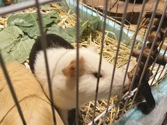 -谷咖啡·鲜花绿植花园餐厅