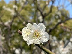 -苏州公园(双塔街道)