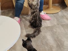 -楼上猫咖(罗湖店)