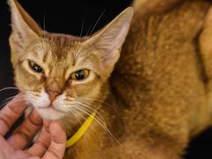 -猫小院猫主题咖啡厅(北锣店)