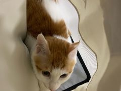 -中农国际动物医院24小时·猫科·骨科·急重症中心