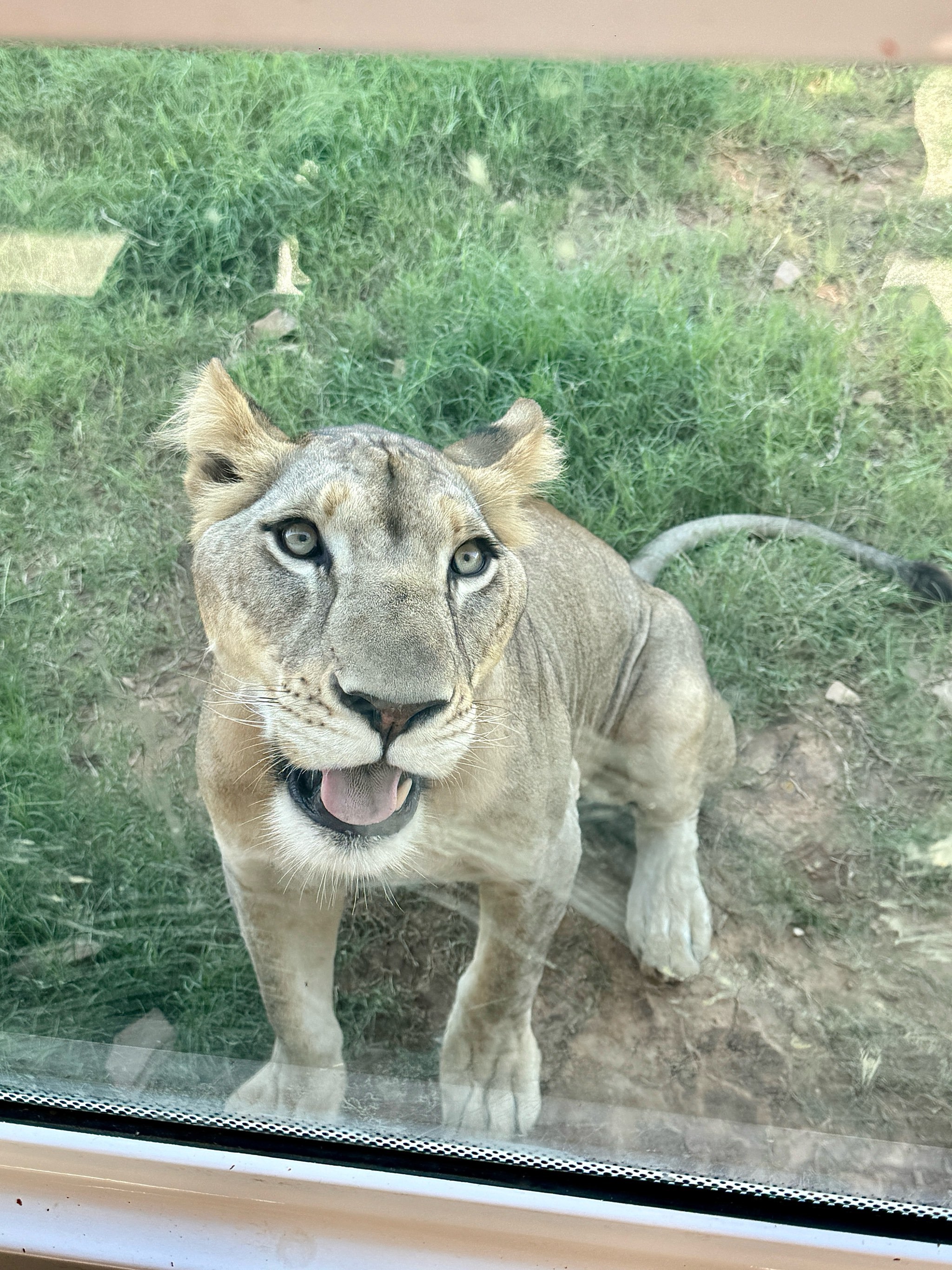 南阳这个野生动物园也太好玩了吧!
