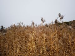 -野鸭湖国家湿地公园