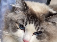 -宠颐生宠物医院·犬猫全科·皮肤科(商业街店)
