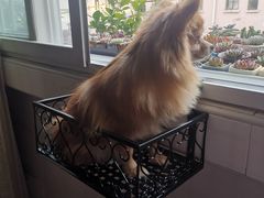 -爱侣宠医·鹦鹉专科·小型哺乳类·异宠专科(灵石路店)