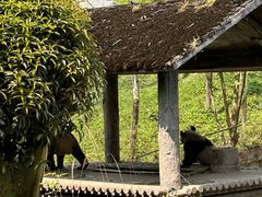 -碧峰峡风景区