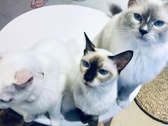 -Heymao猫咖.咖啡厅(东门店)