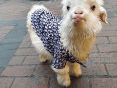 -大汗烧烤滩羊馆(清水河公园店)