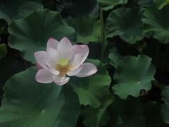 -荆川公园