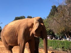 -昆明动物园