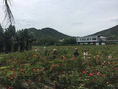 -亚龙湾国际玫瑰谷