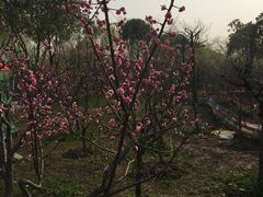 -南汇桃花村