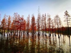-白鹭湾湿地公园