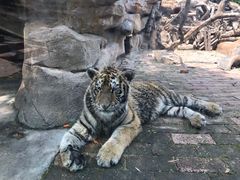 -青岛森林野生动物世界