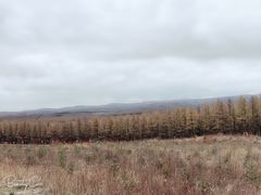 -塞罕坝国家级自然保护区