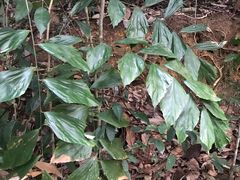 -武吉知马自然保护区