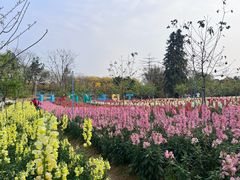 -天适樱花悠乐园