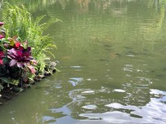 -深圳仙湖植物园