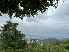 -铁山坪森林公园