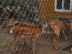 -莫尔道嘎国家森林公园