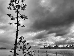 -阿尔卡特拉斯岛