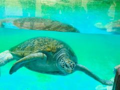 -珠海长隆海洋王国