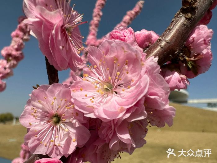 北龙湖湿地公园图片